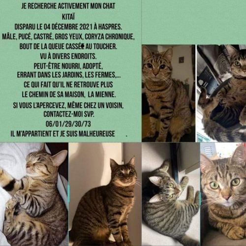 #FR221157 - Chat Perdu - Haspres | AnimalWeb #FR221157 - Chat Perdu - Haspres | AnimalWeb