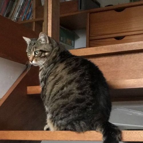 #FR210116 - Chat Perdu #FR210116 - Chat Perdu