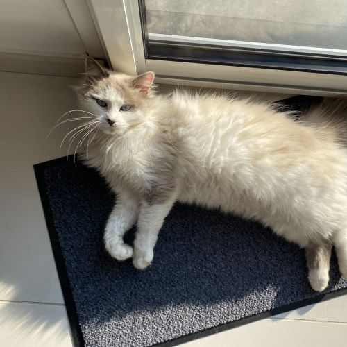 #FR221160 - Chat Perdu - Labourse | AnimalWeb #FR221160 - Chat Perdu - Labourse | AnimalWeb