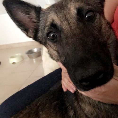 #FR221161 - Chien Perdu - Concremiers | AnimalWeb