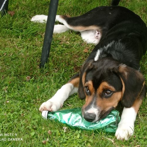 #FR221164 - Chien Perdu - Montauban-de-Bretagne | AnimalWeb