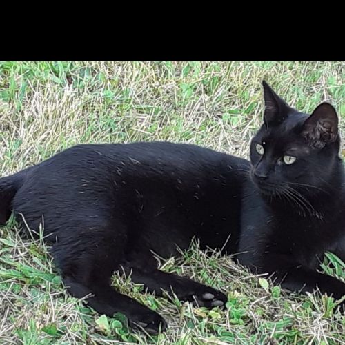 #FR210117 - Chat Perdu #FR210117 - Chat Perdu