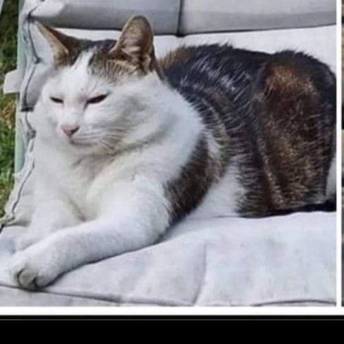 #FR221171 - Chat Perdu - Argenteuil | AnimalWeb #FR221171 - Chat Perdu - Argenteuil | AnimalWeb