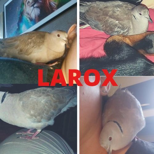 #FR221174 - Tourterelle Perdue - Bruges | AnimalWeb