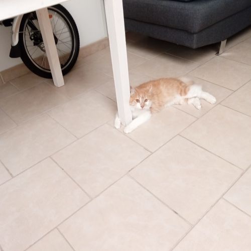 #FR221176 - Chat Perdu - Denain | AnimalWeb #FR221176 - Chat Perdu - Denain | AnimalWeb