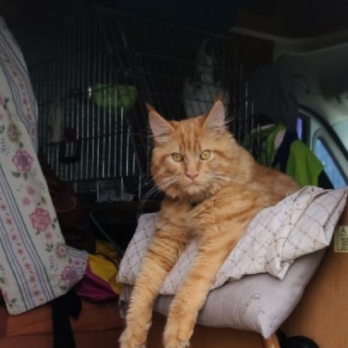 #FR210118 - Chat Perdu #FR210118 - Chat Perdu