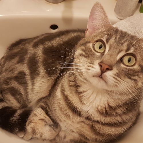 #FR221180 - Chat Perdu - Olivet | AnimalWeb