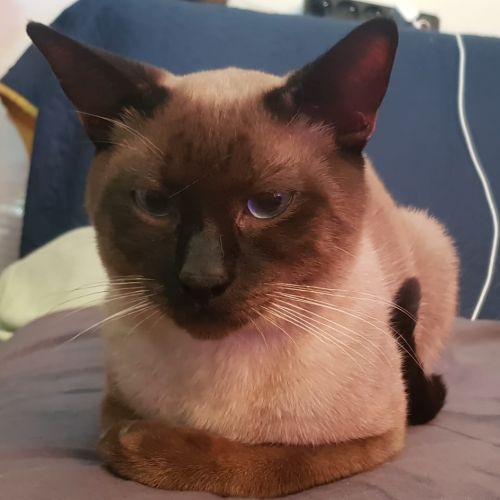 #FR221183 - Chat Trouvé - Boulogne-Billancourt | AnimalWeb #FR221183 - Chat Trouvé - Boulogne-Billancourt | AnimalWeb