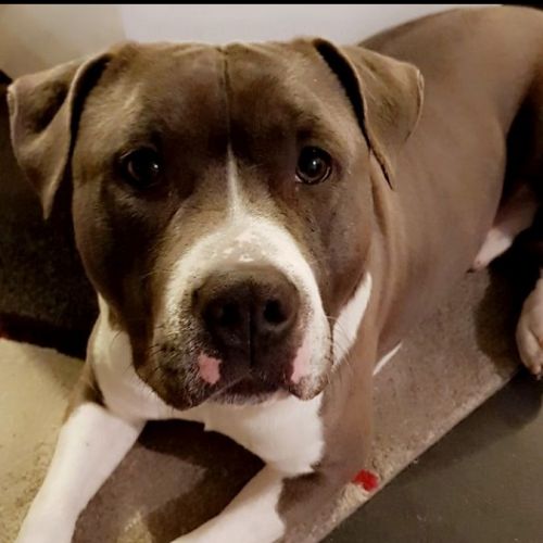 #FR221185 - Chien Perdu - Arnouville | AnimalWeb #FR221185 - Chien Perdu - Arnouville | AnimalWeb