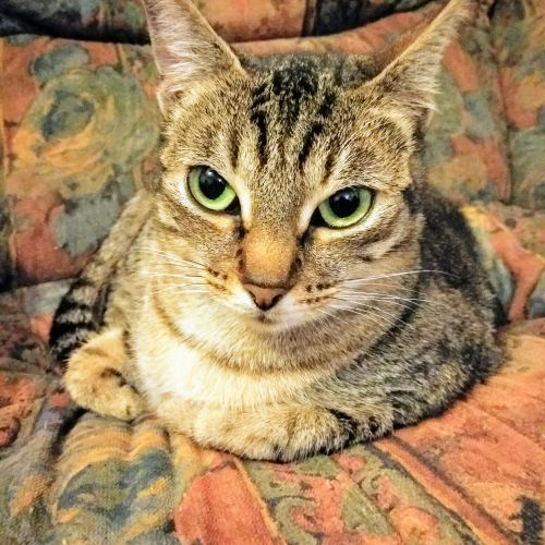 #FR221187 - Chat Perdu - Plougastel Daoulas | AnimalWeb #FR221187 - Chat Perdu - Plougastel Daoulas | AnimalWeb