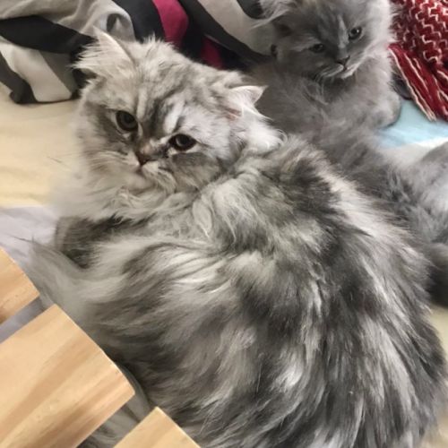 #FR221188 - Chat Perdu - Saint-Denis | AnimalWeb #FR221188 - Chat Perdu - Saint-Denis | AnimalWeb