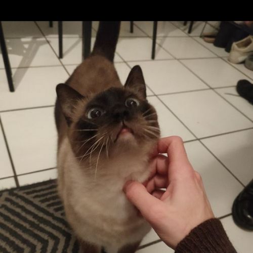 #FR221189 - Chat Perdu - Toulouse | AnimalWeb #FR221189 - Chat Perdu - Toulouse | AnimalWeb
