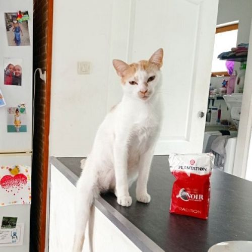 #FR221191 - Chat Perdu - Wattrelos | AnimalWeb #FR221191 - Chat Perdu - Wattrelos | AnimalWeb