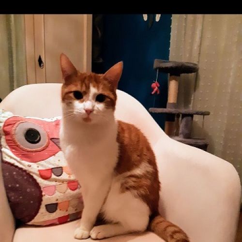 #FR221193 - Chat Perdu - Nantes | AnimalWeb #FR221193 - Chat Perdu - Nantes | AnimalWeb