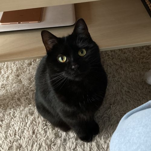 #FR221194 - Chat Perdu - Issy Les Moulineaux | AnimalWeb #FR221194 - Chat Perdu - Issy Les Moulineaux | AnimalWeb