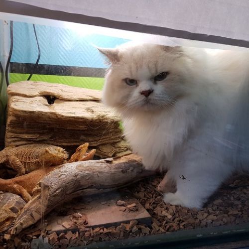 #FR221198 - Rahan - Chat Perdu - Pontivy | AnimalWeb #FR221198 - Rahan - Chat Perdu - Pontivy | AnimalWeb