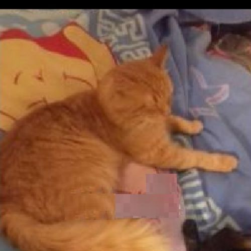 #FR210012 - Chat Perdu #FR210012 - Chat Perdu