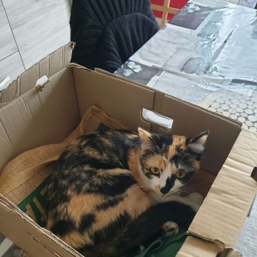 #FR221200 - Shaya - Chat Perdu - Chassors | AnimalWeb