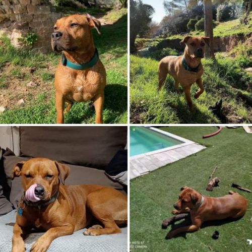 #FR221201 - Vaiana - Chien Perdu - Colleret | AnimalWeb