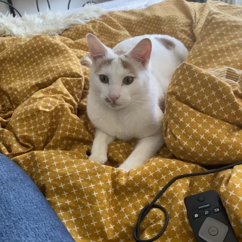 #FR221202 - Olaf - Chat Perdu - Draveil | AnimalWeb #FR221202 - Olaf - Chat Perdu - Draveil | AnimalWeb