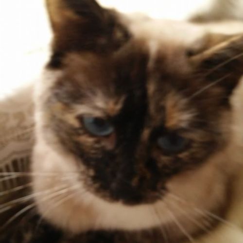 #FR221204 - Thaïs - Chat Perdu - Herblay | AnimalWeb #FR221204 - Thaïs - Chat Perdu - Herblay | AnimalWeb