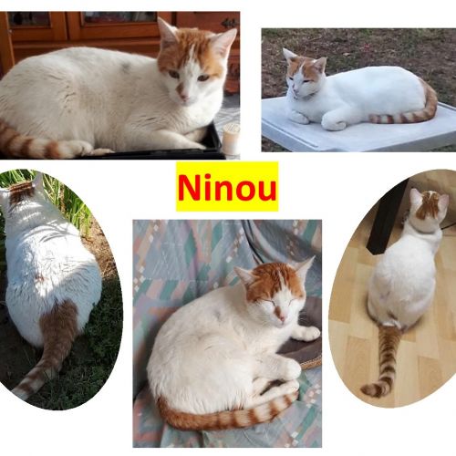 #FR221205 - Ninou - Chat Perdu - Saint-Pierre-du-Mont | AnimalWeb #FR221205 - Ninou - Chat Perdu - Saint-Pierre-du-Mont | AnimalWeb