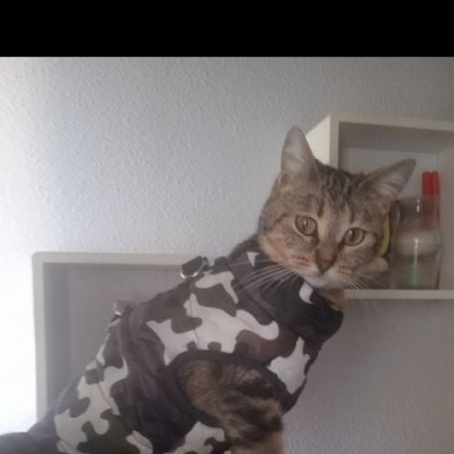 #FR221206 - Minette - Chat Perdu - Talmont-Saint-Hilaire | AnimalWeb #FR221206 - Minette - Chat Perdu - Talmont-Saint-Hilaire | AnimalWeb