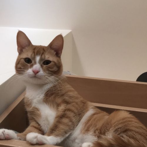 #FR221207 - Salmone - Chat Perdu - Vélizy-Villacoublay | AnimalWeb