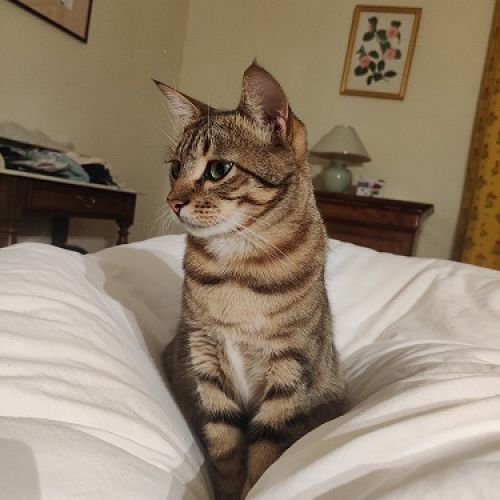 #FR221215 - Elliot - Chat Perdu - Lille | AnimalWeb #FR221215 - Elliot - Chat Perdu - Lille | AnimalWeb