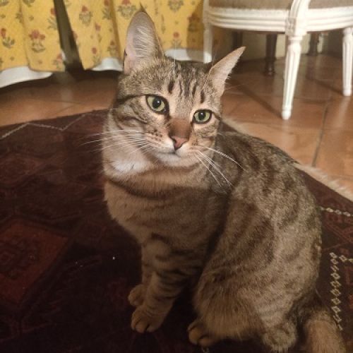 #FR221215 - Elliot - Chat Perdu - Lille | AnimalWeb #FR221215 - Elliot - Chat Perdu - Lille | AnimalWeb