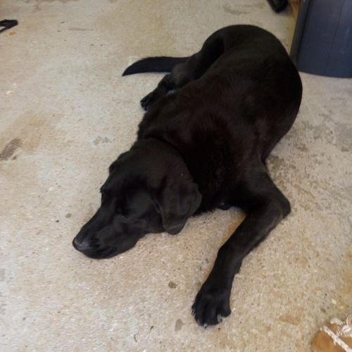 #FR221217 - Chien Trouvé - Villeneuve-sur-Yonne | AnimalWeb #FR221217 - Chien Trouvé - Villeneuve-sur-Yonne | AnimalWeb