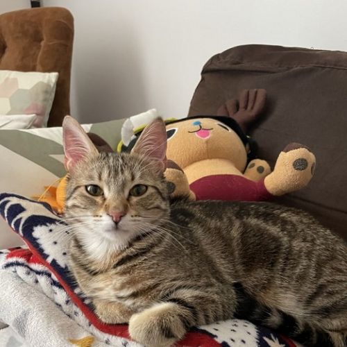 #FR221223 - Hoshi - Chat Perdu - Clermont-Ferrand| AnimalWeb #FR221223 - Hoshi - Chat Perdu - Clermont-Ferrand| AnimalWeb