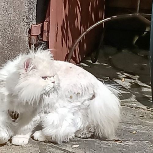 #FR221227 - Nilo - Chat Perdu - Voisins-le-Bretonneux| AnimalWeb