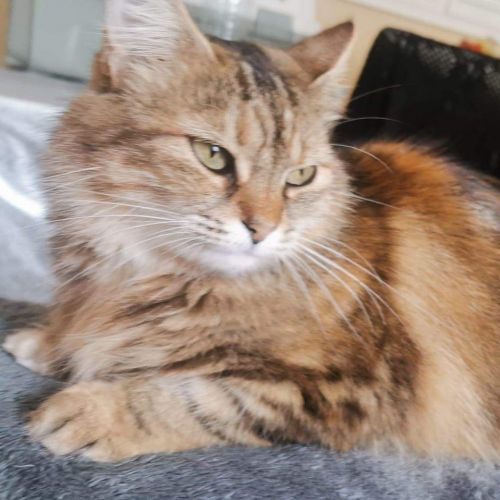 #FR221233 - Nova - Chat Perdu - Sainte-Croix-en-Bresse| AnimalWeb