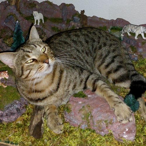 Hubble est un chat perdu à Saint-Julien-du-Serre dans le département d Hubble est un chat perdu à Saint-Julien-du-Serre dans le département d