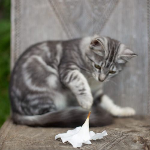 Inti est un chat perdu à Saint-Pierre dans le département de la Réunio Inti est un chat perdu à Saint-Pierre dans le département de la Réunio
