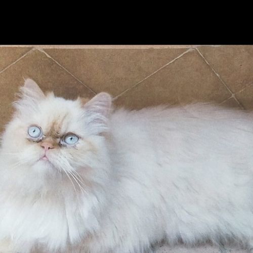 Romeo est un chat perdu à Valleiry dans le département de Haute-Savoie Romeo est un chat perdu à Valleiry dans le département de Haute-Savoie
