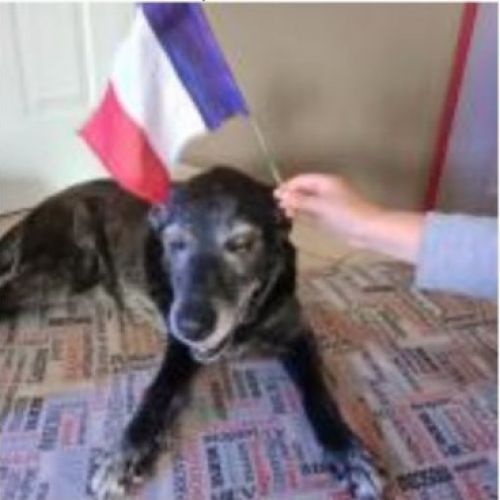 Chipie est un chien perdu à Davezieux dans le département de l'Ardèche Chipie est un chien perdu à Davezieux dans le département de l'Ardèche