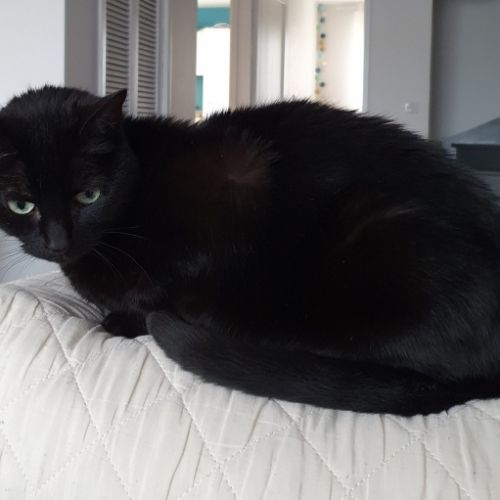 #FR210125 - Chat Perdu #FR210125 - Chat Perdu