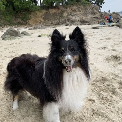 Jedi est un chien perdu à Athis Mons dans le département de l'Essonne  Jedi est un chien perdu à Athis Mons dans le département de l'Essonne