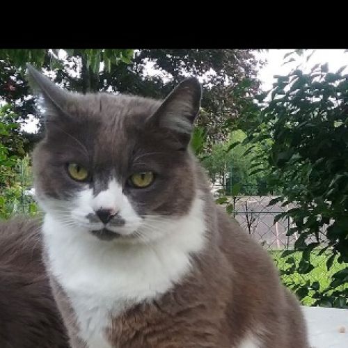 Câline est un chat perdu à La Porcherie dans le département de la Haut