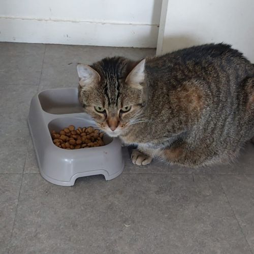 Olga est un chat perdu à Antony dans le département des Hauts-de-Seine Olga est un chat perdu à Antony dans le département des Hauts-de-Seine