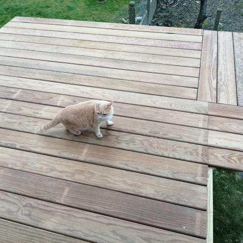 Naya est un chat perdu à Saint-Jean-sur-Vilaine dans le département d' Naya est un chat perdu à Saint-Jean-sur-Vilaine dans le département d'