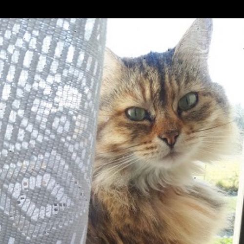 Ficelle est un chat perdu à Saint-Hilaire-la-Palud dans le département Ficelle est un chat perdu à Saint-Hilaire-la-Palud dans le département