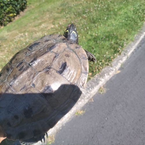 Tortue perdue à Hautot-sur-Mer dans le département de Seine-Maritime ( Tortue perdue à Hautot-sur-Mer dans le département de Seine-Maritime (