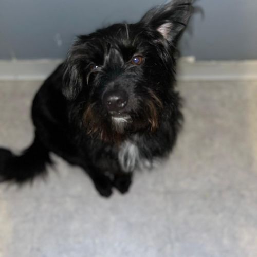 Balou est un chien perdu à Laval-Saint-Roman dans le département du Ga Balou est un chien perdu à Laval-Saint-Roman dans le département du Ga