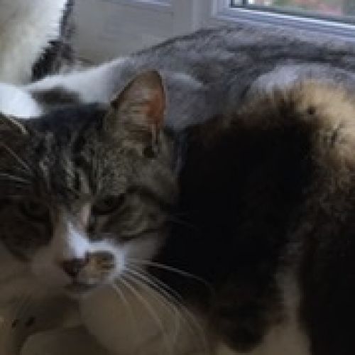 Cachou est un chat perdu à La Roche-sur-Yon dans le département du Ven Cachou est un chat perdu à La Roche-sur-Yon dans le département du Ven