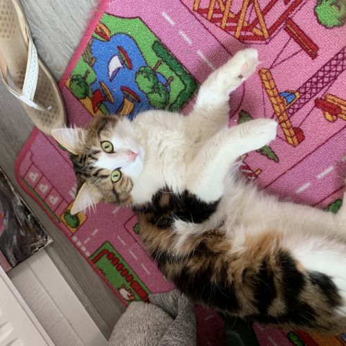 Shatta est un chat perdu à Noisy-le-Grand dans le département de Seine Shatta est un chat perdu à Noisy-le-Grand dans le département de Seine