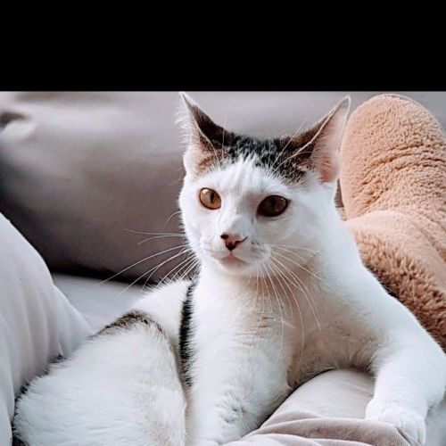 Aby est un chat perdu à La Roche-sur-Yon dans le département du Vendée Aby est un chat perdu à La Roche-sur-Yon dans le département du Vendée