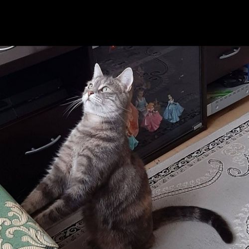 Kaline est un chat perdu à Alençon dans le département de l'Orne (61) Kaline est un chat perdu à Alençon dans le département de l'Orne (61)